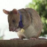 RataAfricana
