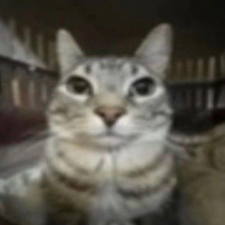 stecla avatar