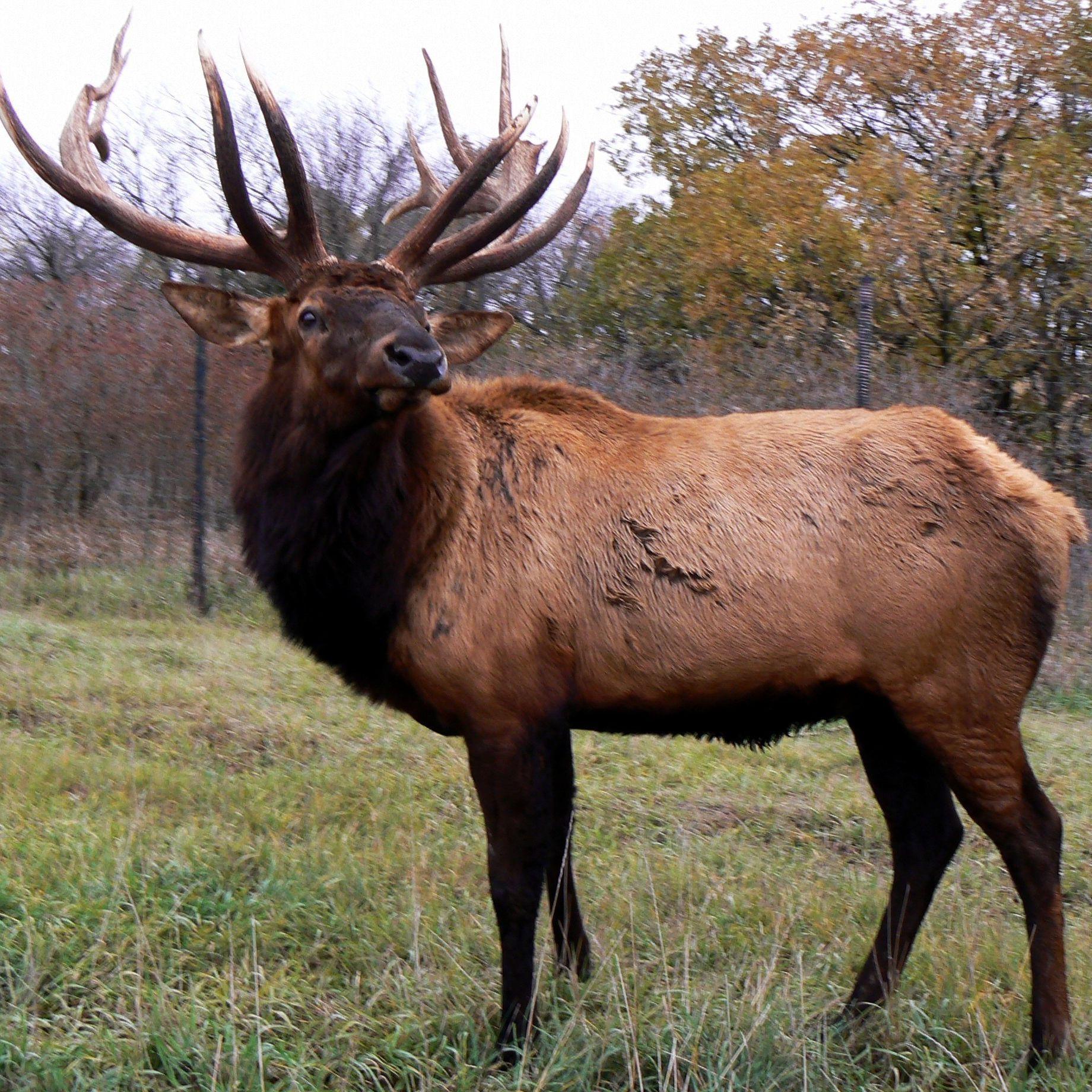 Wapiti