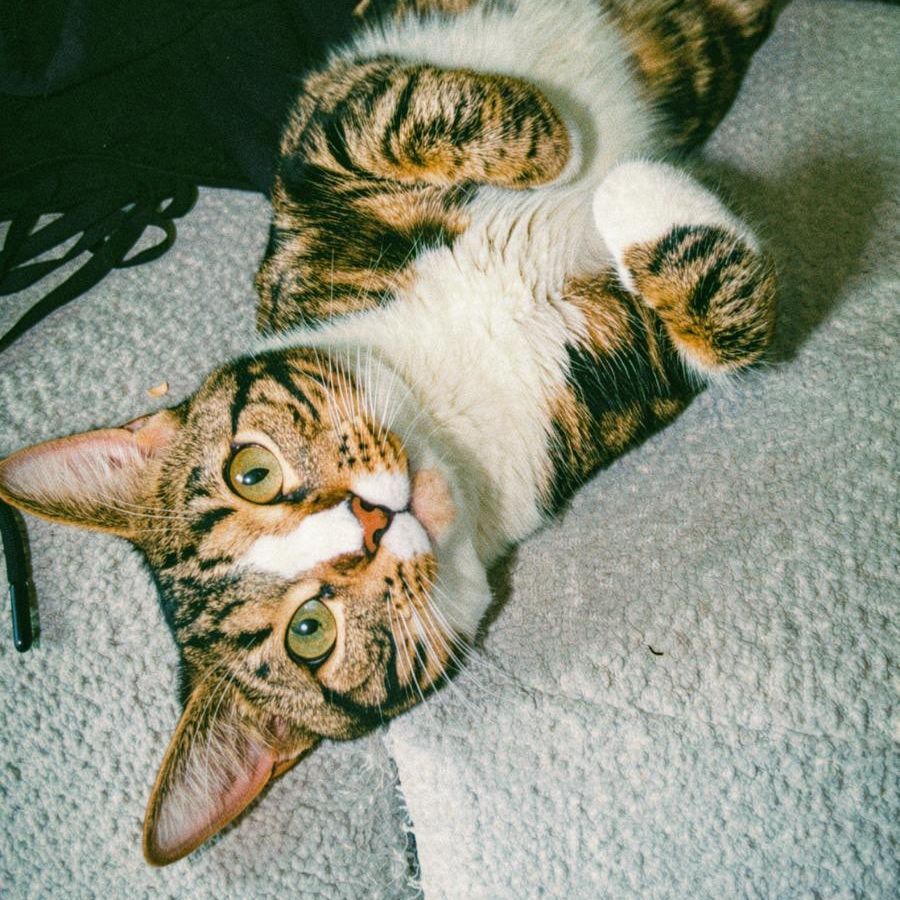 miauwmiau