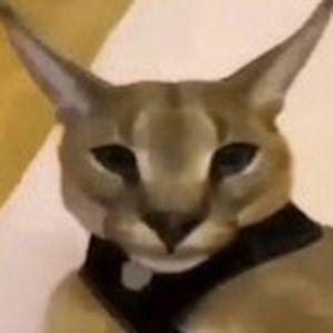 sushibaka avatar