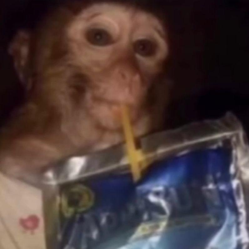 Gorilla_2 avatar