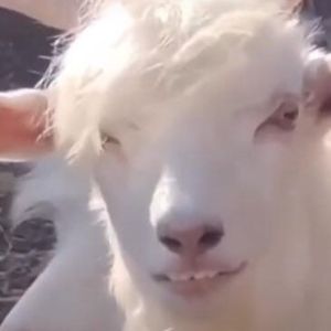 300killogoat