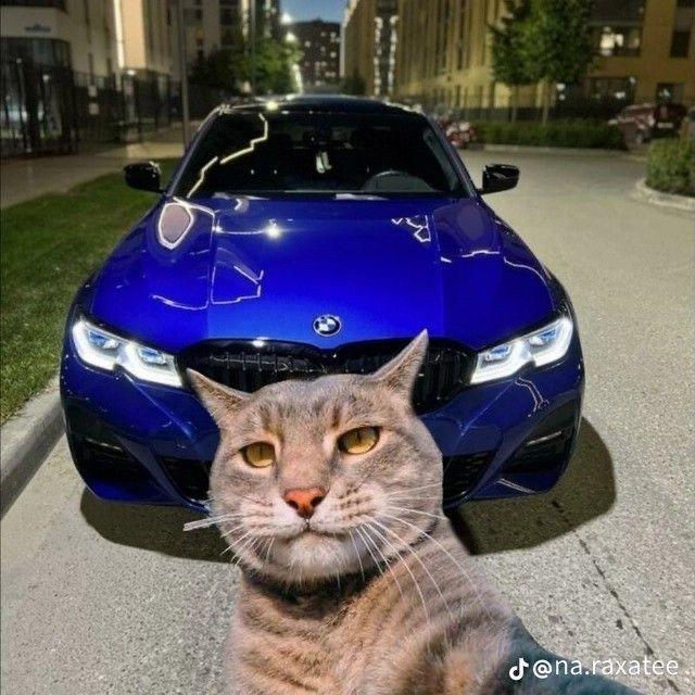 brsvvv avatar