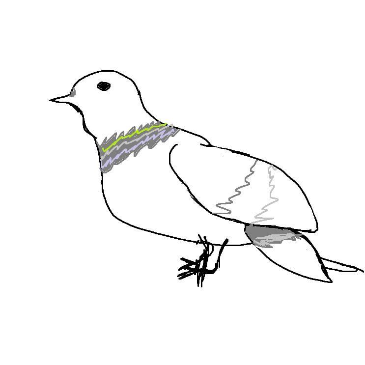 LT-Pigeon avatar