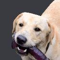 0Dessu avatar