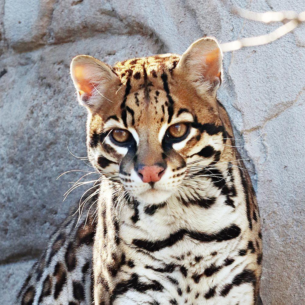 ocelot901 avatar