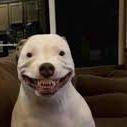 BBBorup