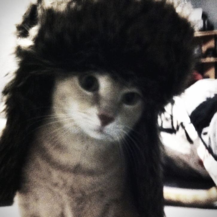 velvettyga