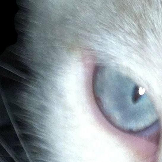 scr1ptMEOW avatar