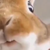 toxichashkaa