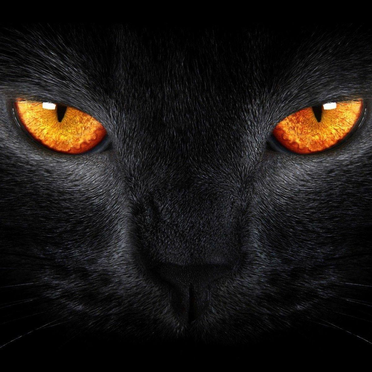 fesfurkan avatar