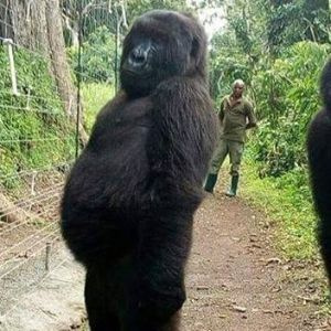 Trinix Gorilla