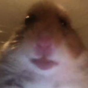 Player rnpoq avatar
