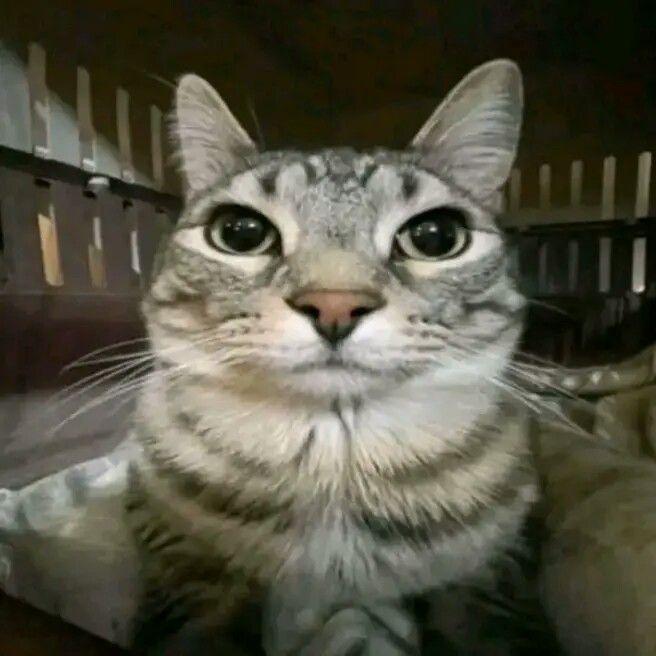 KOSHATINA_ avatar