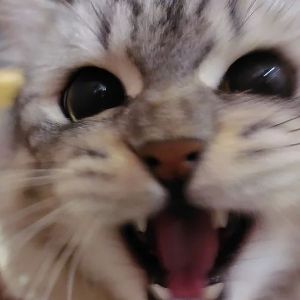 Team_MEOW