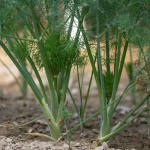 DILL-do-