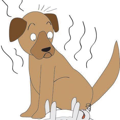 Stinkydogzz