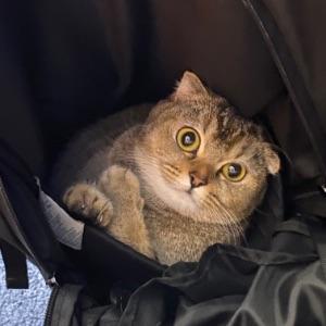 Lopi-Kuma avatar