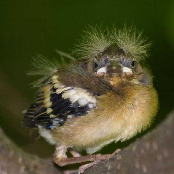 ATKNumUp