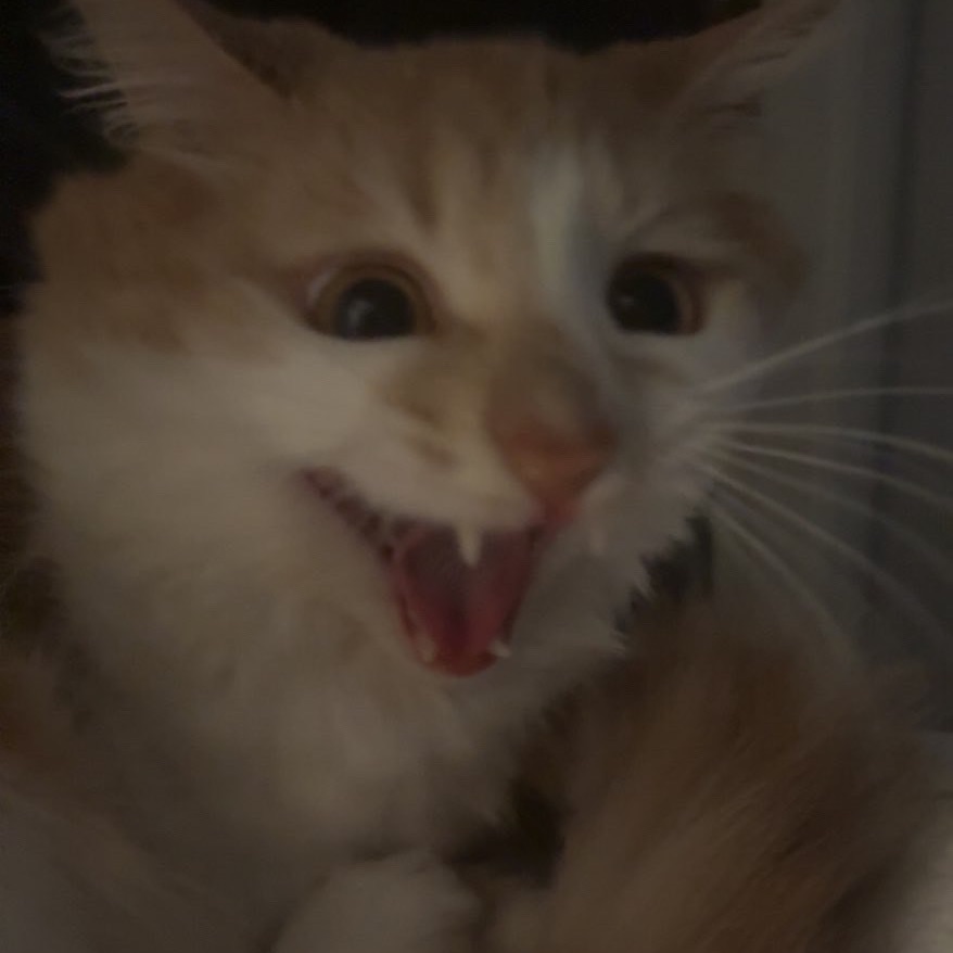 OllieBean