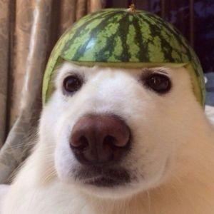 Egerton avatar