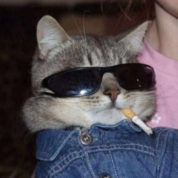 madik0 avatar