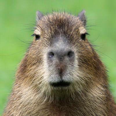 GOgajke avatar