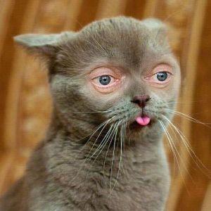 Peplard avatar
