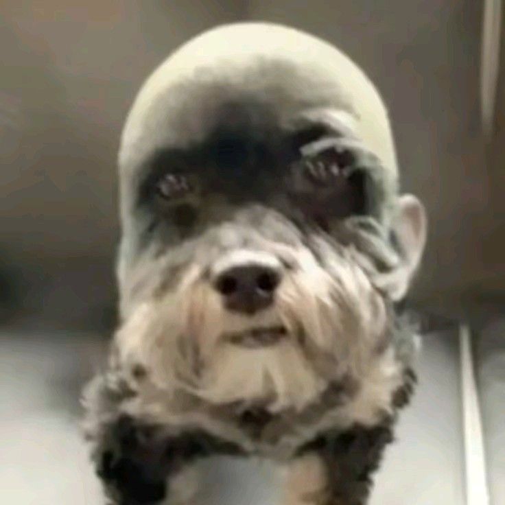 CORNETDOG