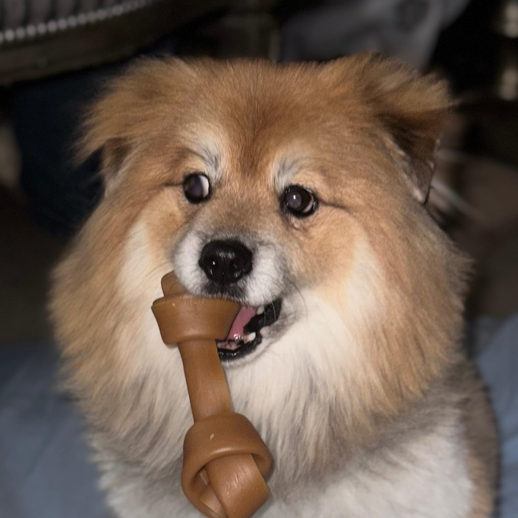 ZaFox avatar