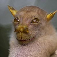 golanindian