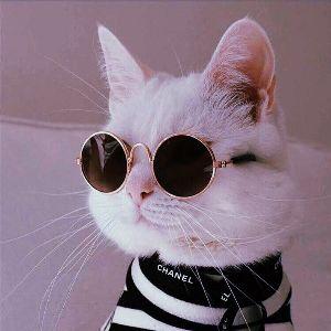 Frenzzzzzzz avatar