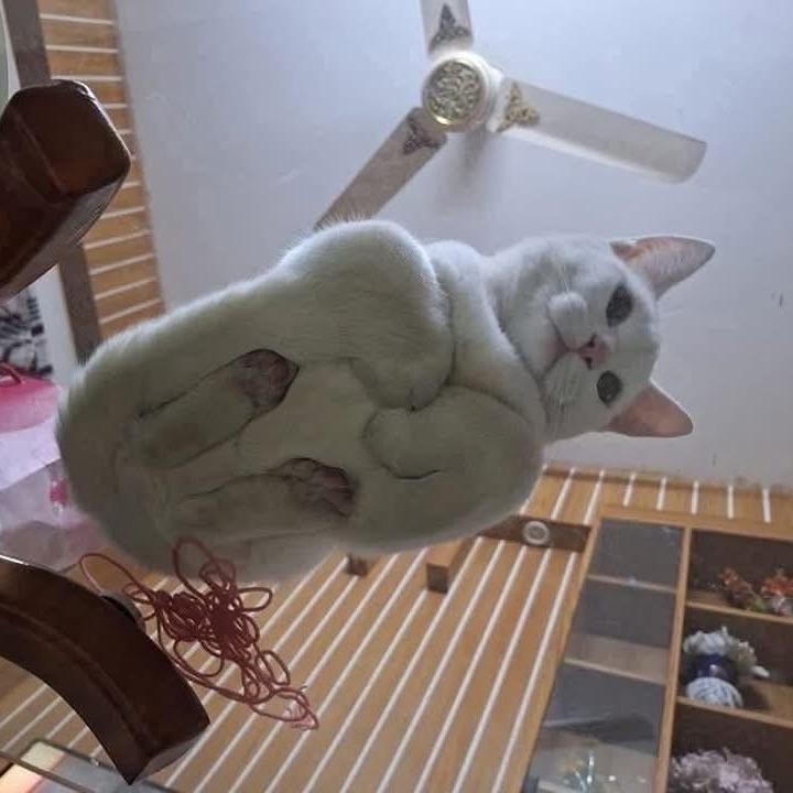 BabyIulius avatar