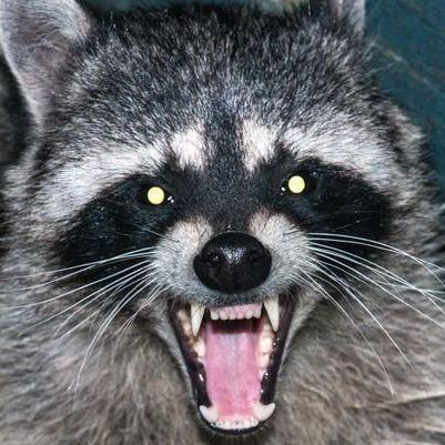 EnragedCoon avatar