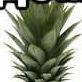 Faceit avatar