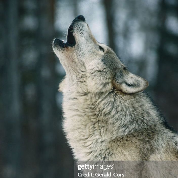 TRUST_WOLFZz