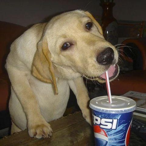 pepsipup_ avatar