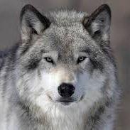 Dr_WoLf45 avatar