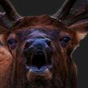 NoumenaSC avatar