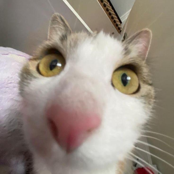 bruteless avatar