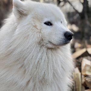 oldMufassa avatar