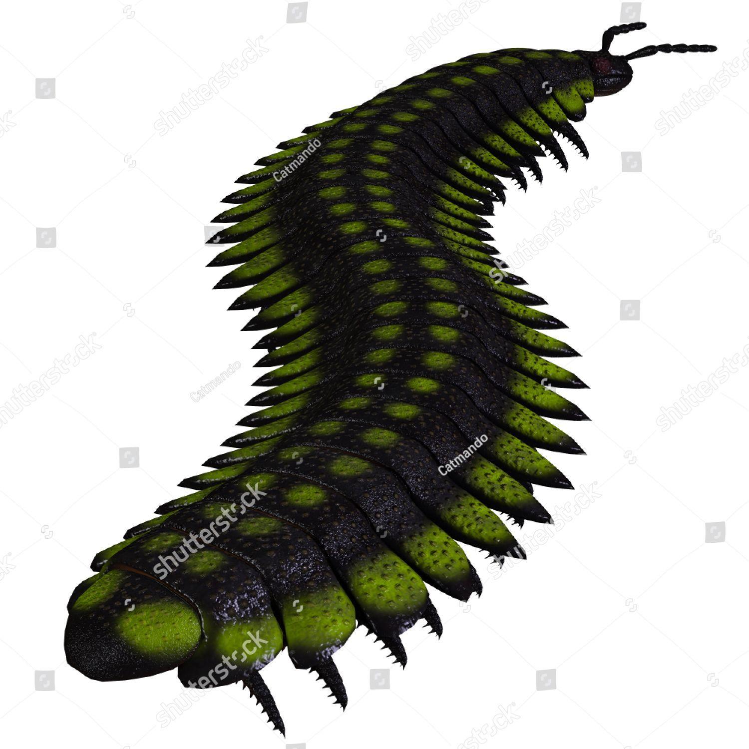 Altropleura avatar