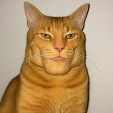GigaCat