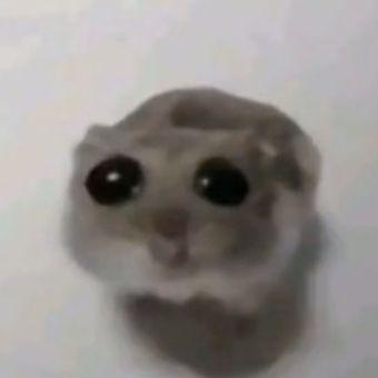 matey_ avatar