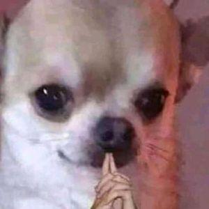 Westify avatar