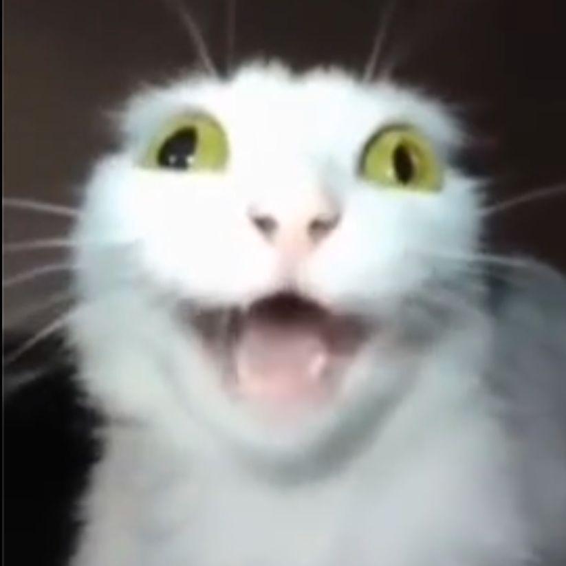 yapakz avatar