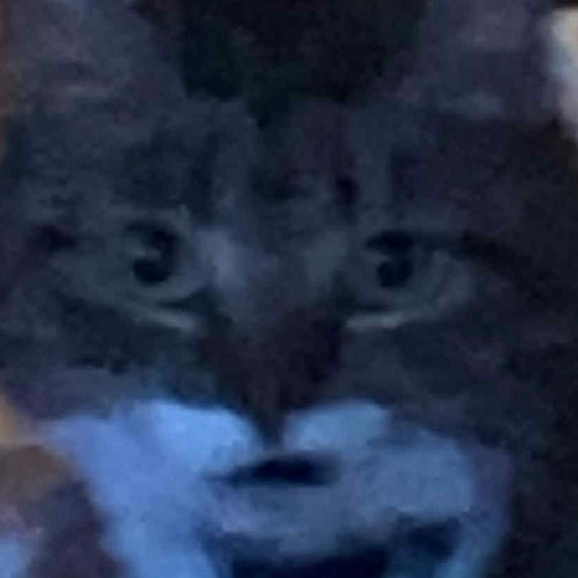 Lunapoopycat