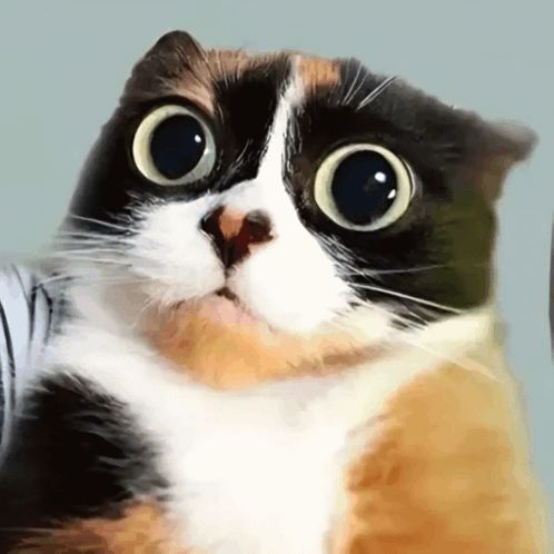 selebr1ty