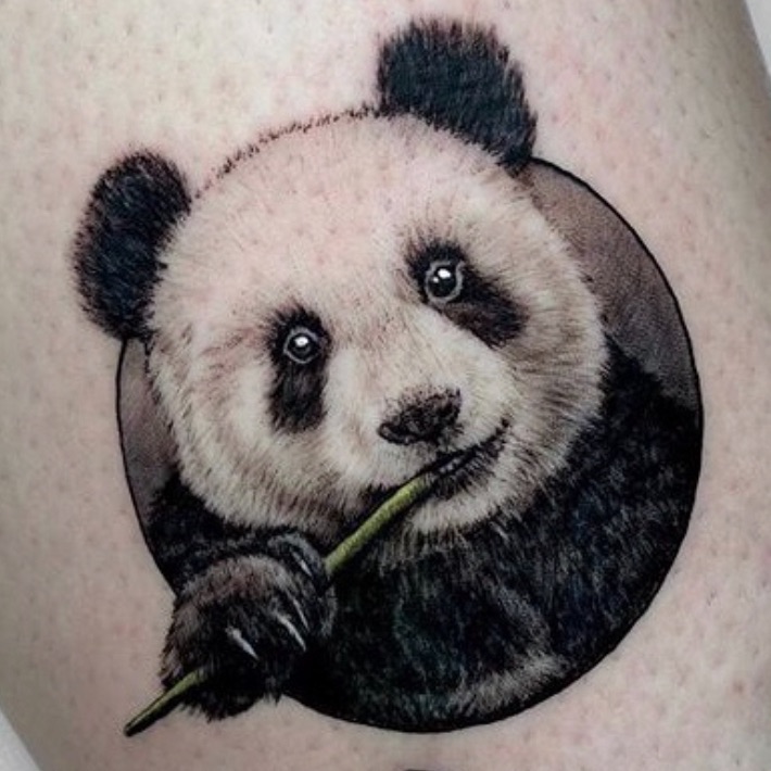 Panda_1